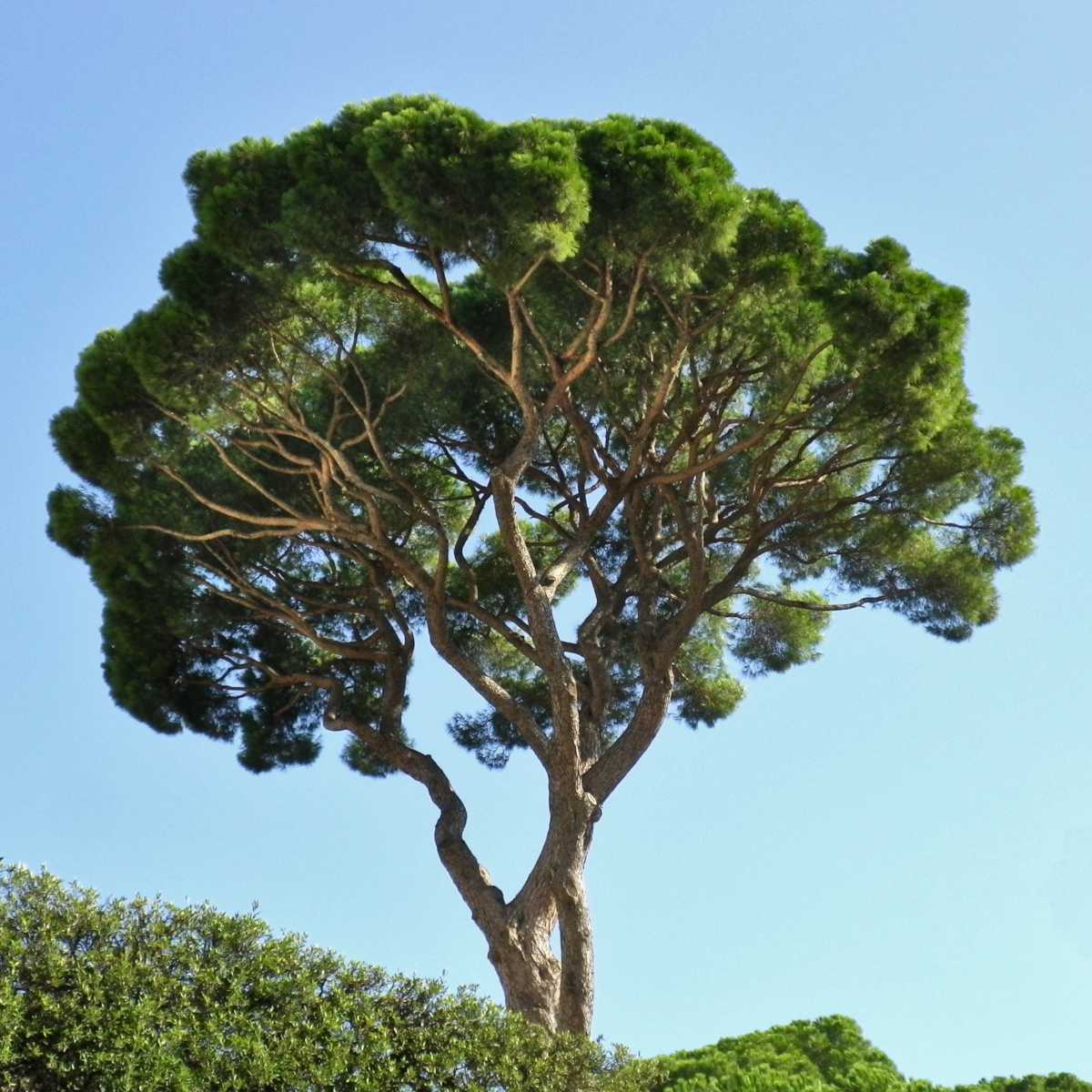 Stone Pine Tree (Pinus pinea) - Italian Umbrella Pine Seedlings (2) - Evergreen