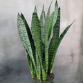 3 Rooted Sansevieria Zeylanica – Mother-in-Law’s Tongue (Snake Plant) in Hawaii Volcanic Soil