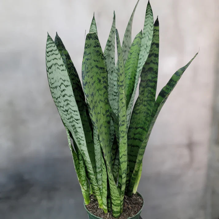 3 Rooted Sansevieria Zeylanica – Mother-in-Law’s Tongue (Snake Plant) in Hawaii Volcanic Soil