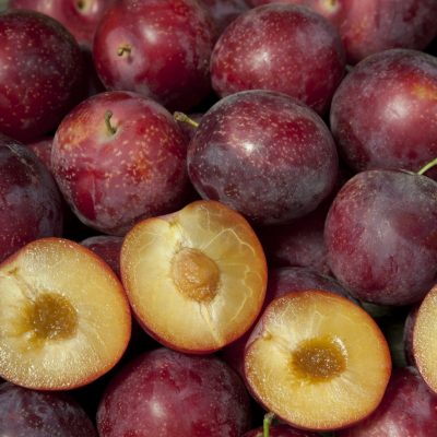 Sweet Pluerry Scion Cuttings (5 Unrooted 3–5") for Grafting – Plum x Cherry Hybrid