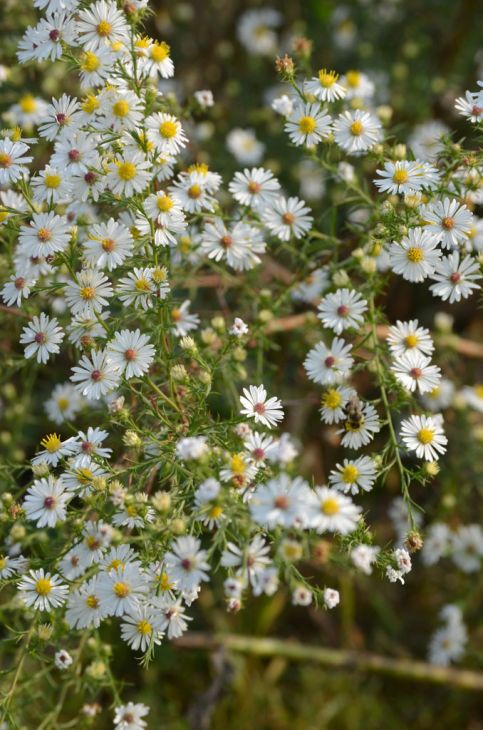 Symphyotrichum pilosus Seeds - Heath Aster | 100 Seeds | Native Wildflower for Pollinator Gardens