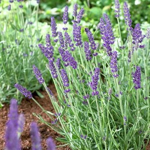 Live Vera Lavender Plant Lavandula angustifolia in 1 Pint Pot – Drought-Tolerant, Bee-Friendly