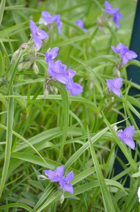 Tradescantia bracteata Seeds | Prairie Spiderwort — 150 Non-GMO Seeds for Native Gardens