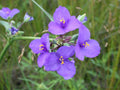 Tradescantia occidentalis Seeds | Western Spiderwort - 100 Seeds