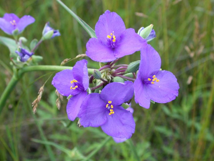 Tradescantia occidentalis Seeds | Western Spiderwort - 100 Seeds
