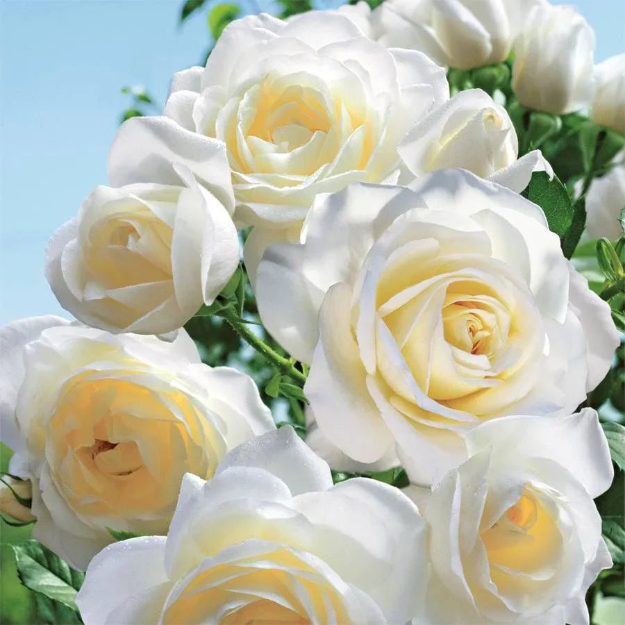 Moondance Rose Bush Bare Root Starter Plant | Floribunda White Fragrant, Repeat Bloomer