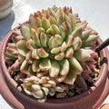 Echeveria Mebina Variegata Bare Root Live Plant - Rare Variegated Succulent