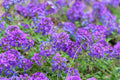 Live Homestead Purple Verbena Plant (Verbena canadensis) - 1 Pint Pot, Groundcover, Purple Flowers