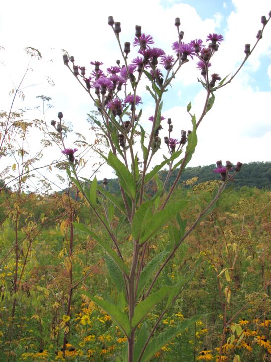 Vernonia noveboracensis Seeds (New York Ironweed) - Native Perennial Wildflower