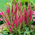Live Red Fox Veronica spicata Speedwell - 1 Pint Pot | Pink Flower Spikes, Pollinator Friendly