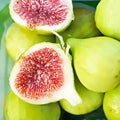 Verte Fig Tree Cuttings (Unrooted) - Ficus carica Green Fig Variety for Rooting, Grafting