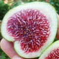 Rockaway Green Fig Cutting (Ficus carica) - Unrooted, 8"+, 3+ Nodes – Green Skin, Red Pulp