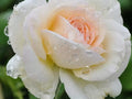 White Eden Rose Cuttings (Rosa ‘White Eden’) – 3 Unrooted, Climbing Rose