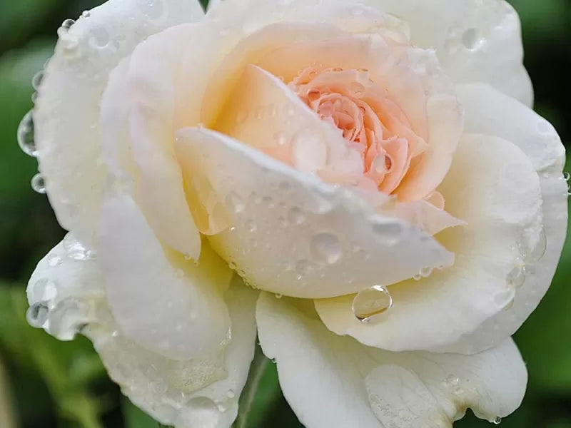 White Eden Rose Cuttings (Rosa ‘White Eden’) – 3 Unrooted, Climbing Rose