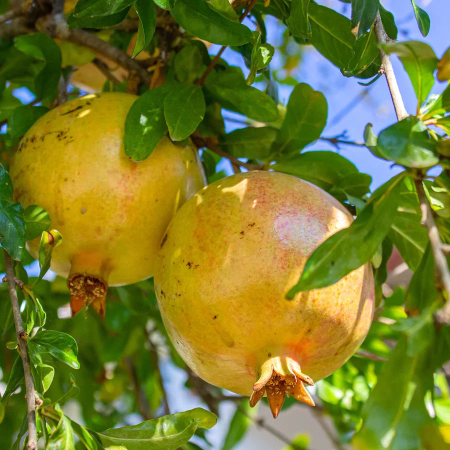 Babylonian White Pomegranate Cuttings (Punica granatum) – 3 Fresh Scions for Rooting or Grafting