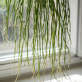 Rhipsalis cassutha Cuttings - 5 Pack (5" Each) | Epiphytic Cactus