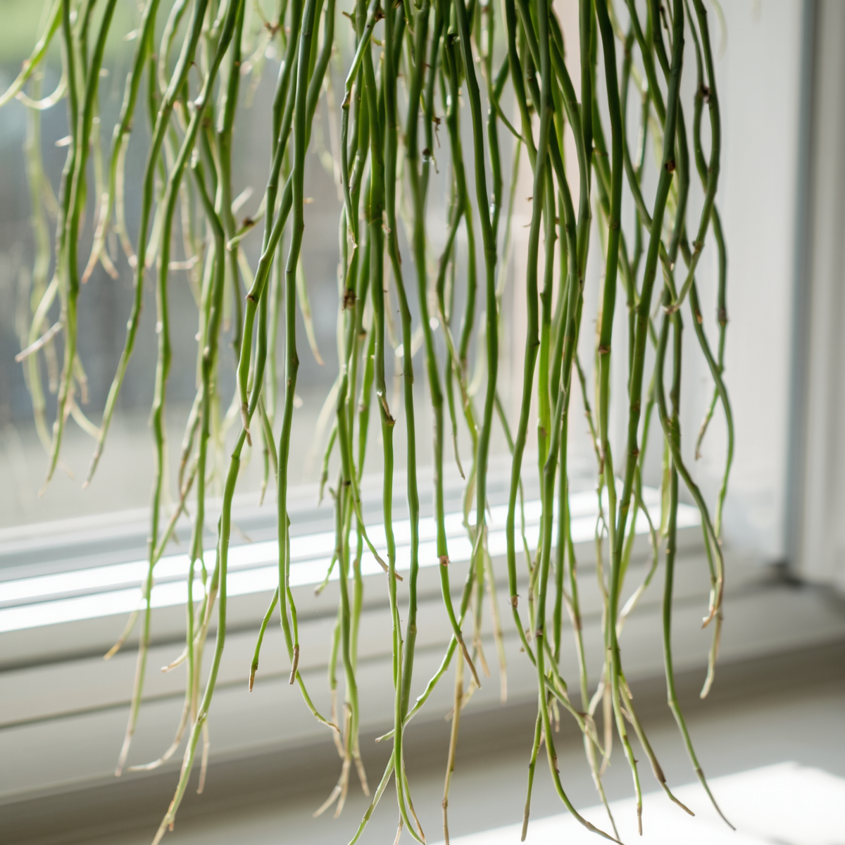 Rhipsalis cassutha Cuttings - 5 Pack (5" Each) | Epiphytic Cactus